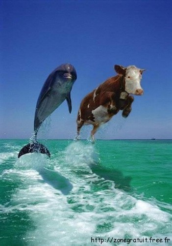 petite course pationnante